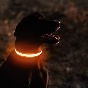 hundhalsband, hundhalsband med ledlampor, hundhalsband med lampor, hundhalsband som lyser i mörkret, hundhalsband som blinkar, hundhalsband med lampor, uppladdningsbart hundhalsband