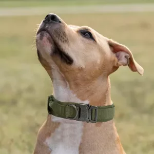 taktiskt hundhalsband, hundhalsband för träning, hundhalsband med metallspänne